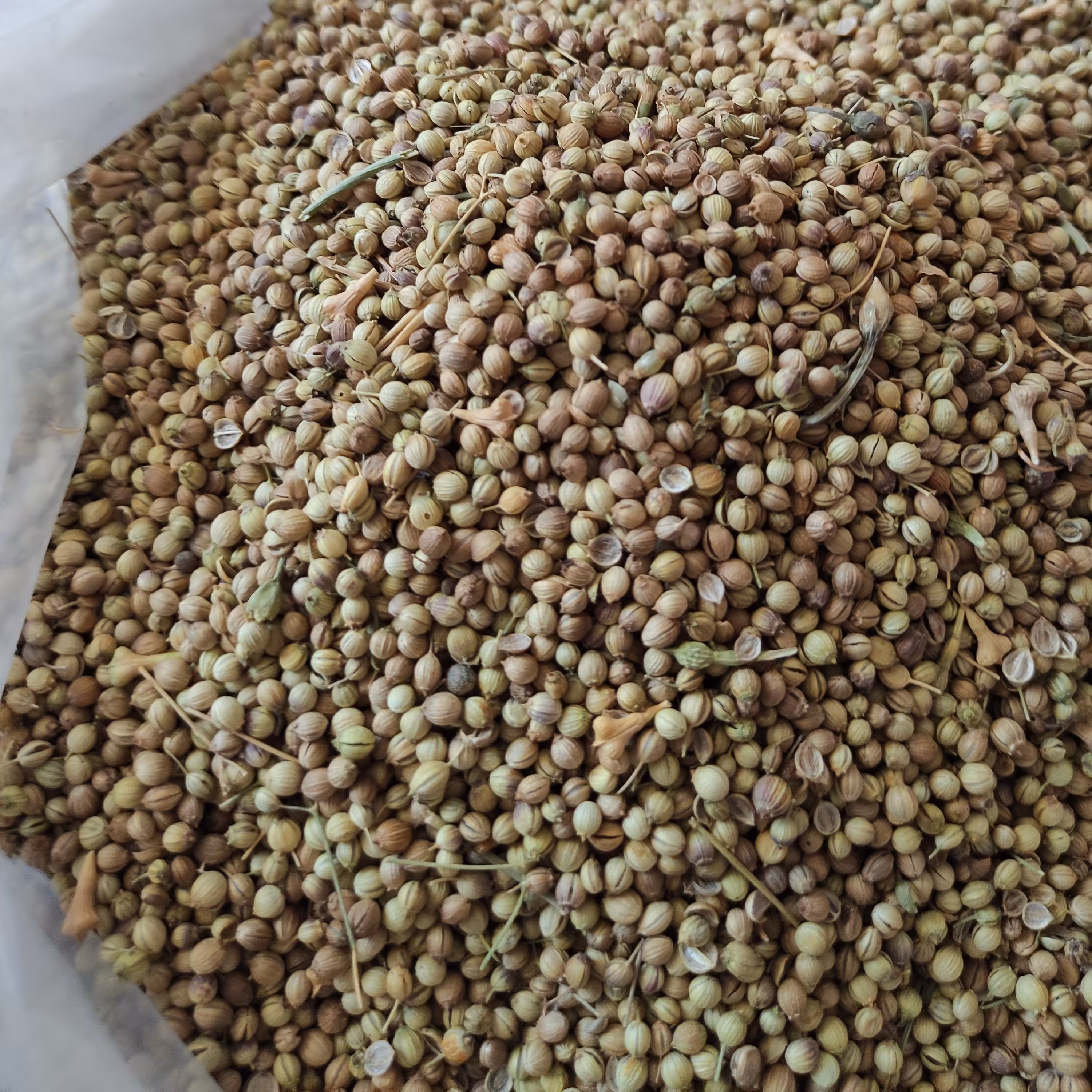 تخم گشنیز توپی