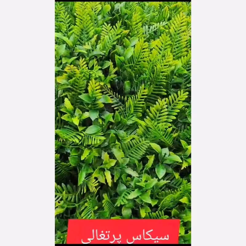 گرین وال سیکاس پرتغالی ابعاد 50در50 cm (دیوار سبز/گرینوال)(پس کرایه)