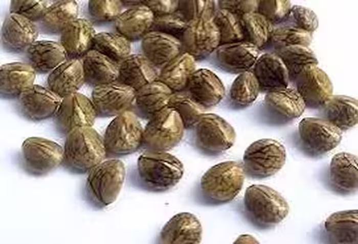 تخم  مرو تلخ (100گرم)