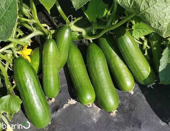 بذر خیار سبز بوته ای