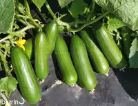 بذر خیار سبز بوته ای