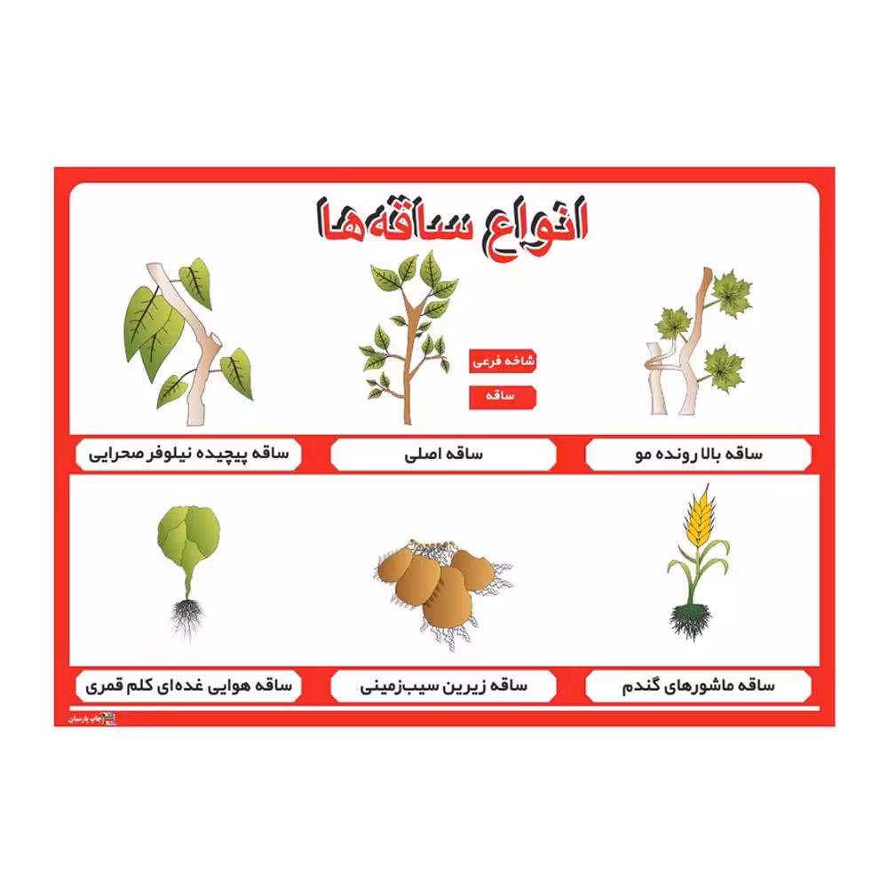 پوستر آموزشی انواع ساقهها