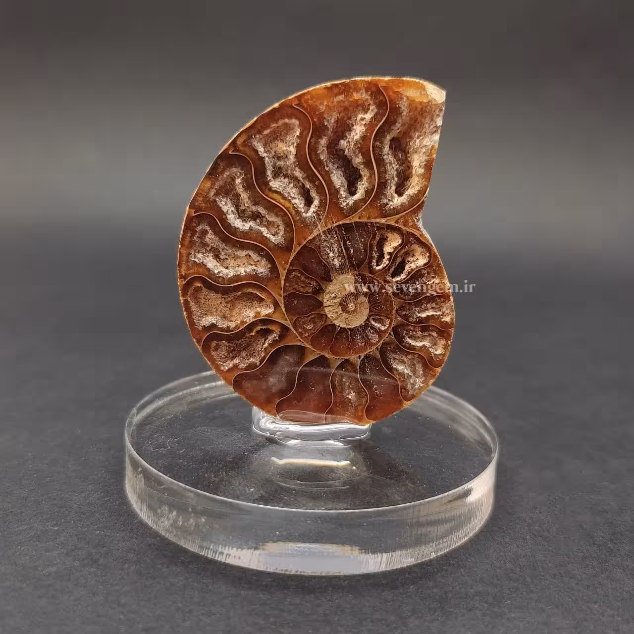 فسیل آمونیت بر روی پایه پلکسی (کد30)
