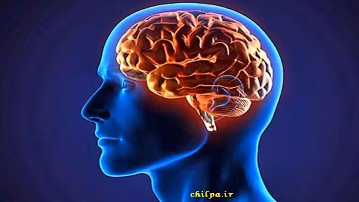 پاورپوینت ساختمان چشم ، گوش ، مغز - چیلپا