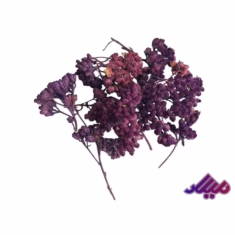 گل خشک چتری بنفش G24