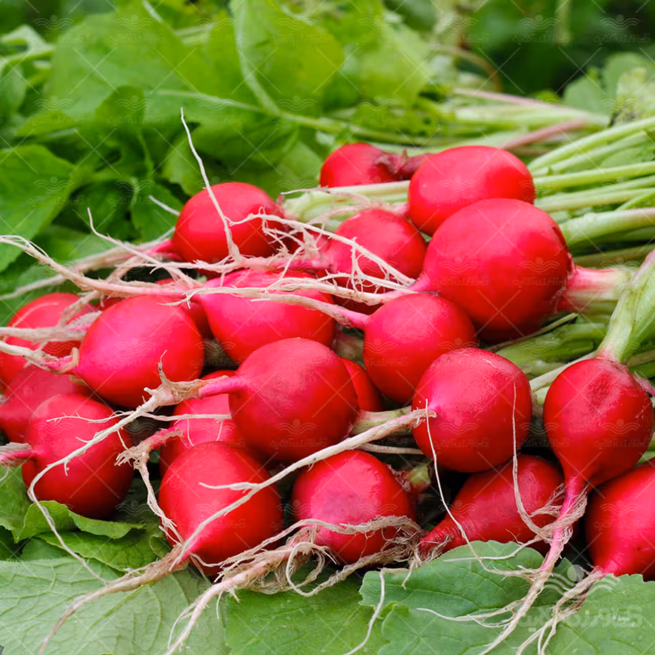 بذر سبزی تربچه نقلی