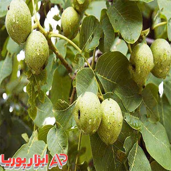نهال گردو ضیاءآباد
