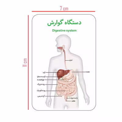 فلش کارت آموزش آموزشی آشنایی با بدن انسان انتشارات اندیشه کهن