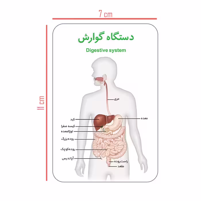 فلش کارت آموزش آموزشی آشنایی با بدن انسان انتشارات اندیشه کهن