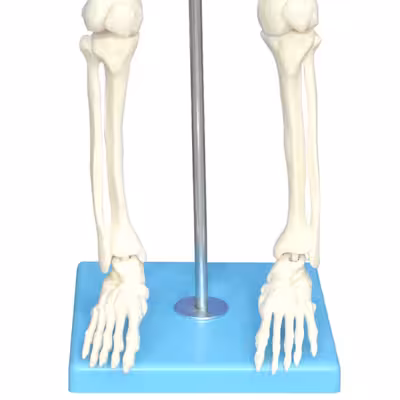 بازی آموزشی مولاژ اسکلت بدن انسان مدل Skeleton85