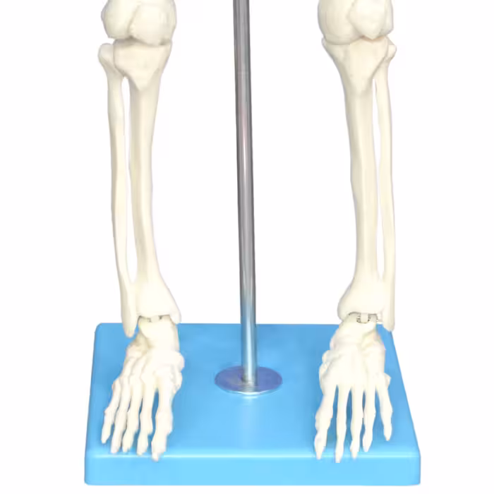 بازی آموزشی مولاژ اسکلت بدن انسان مدل Skeleton85