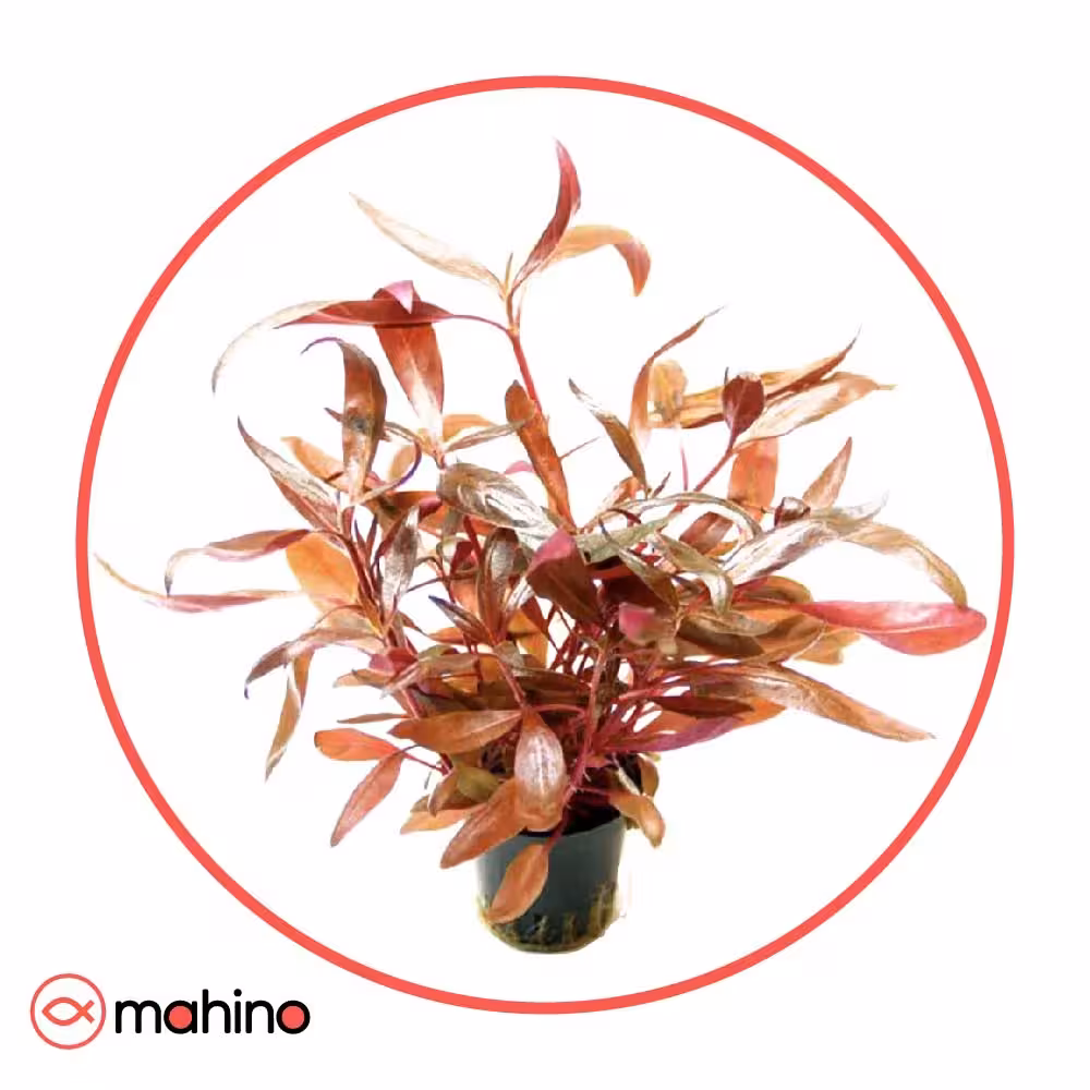 گیاه آکواریومی آلترنانترا سیسیلی