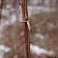 پوست ساقه زرشک