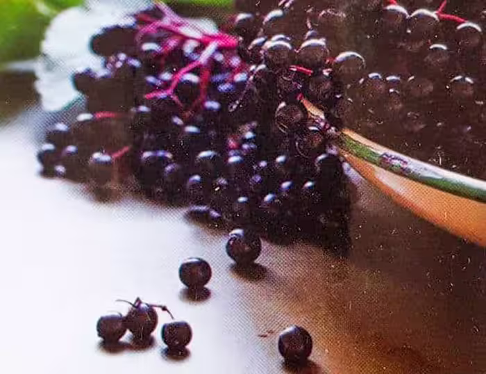 بذر گوجی بری سیاه