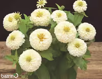 بذر گل آهار سفید