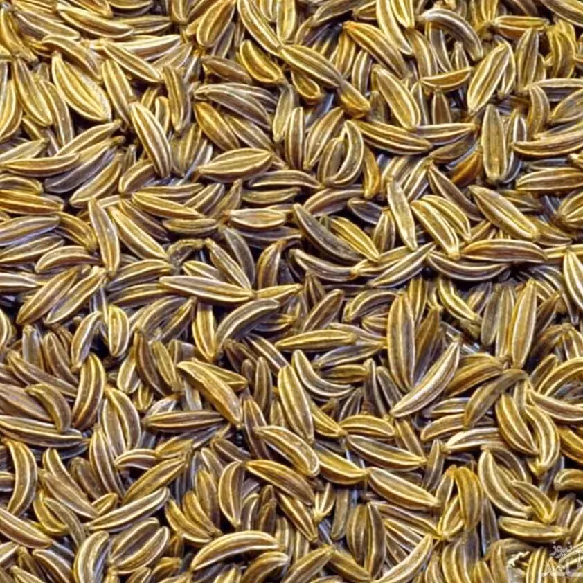 زنیان یک کیلویی گیاهینو