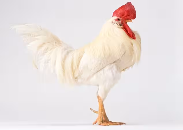 خرید و دانلود عکس IranBCS کد 28433 | پیک فاکس | Pic Fox