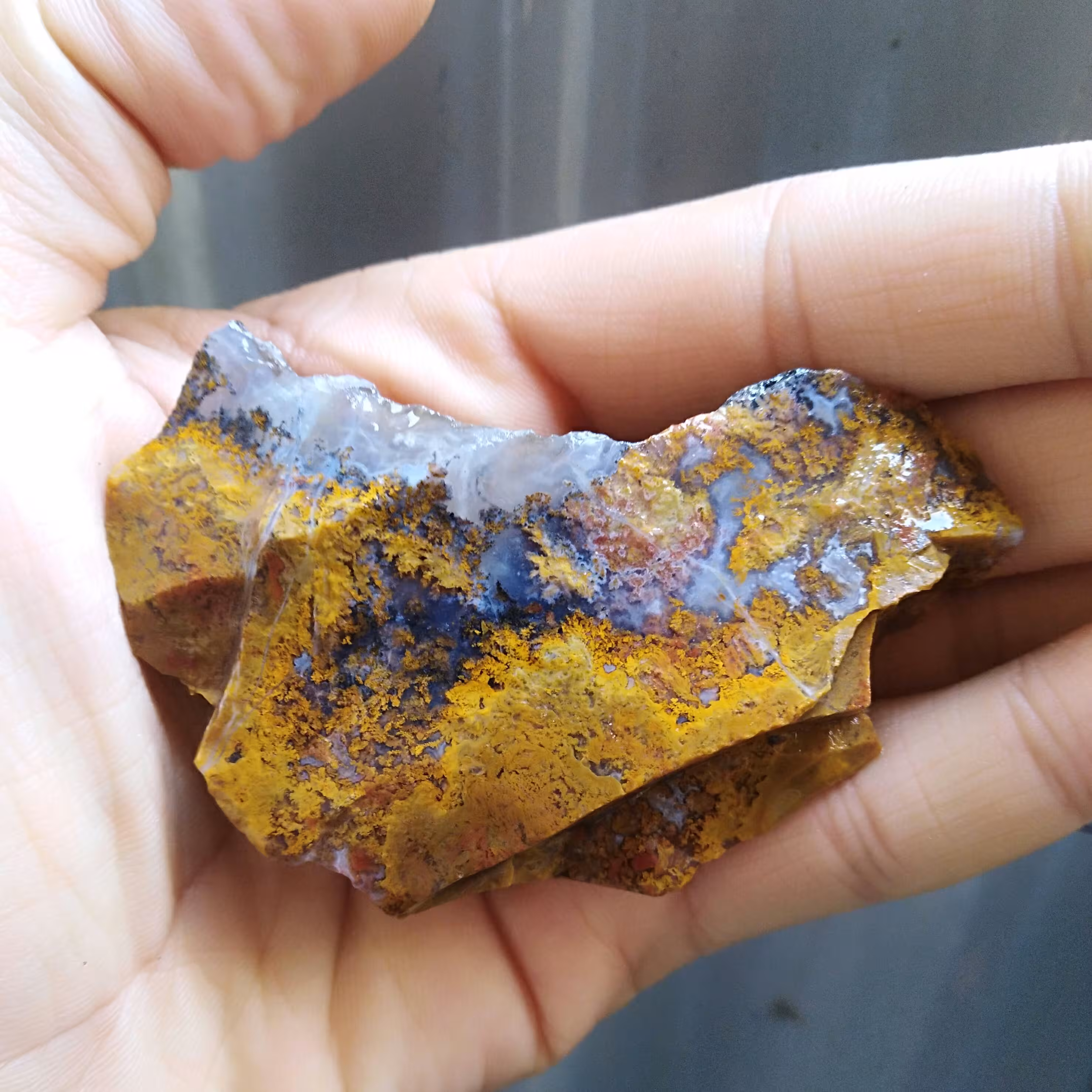 راف شجر خورشیدی کمیاب محشر دیدنی کاملا طبیعی