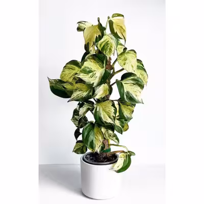 قیم بند  کد 90cm بسته 3 عددی