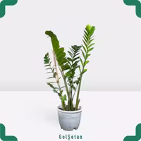 زامیفولیا پایه مادری ارتفاع110