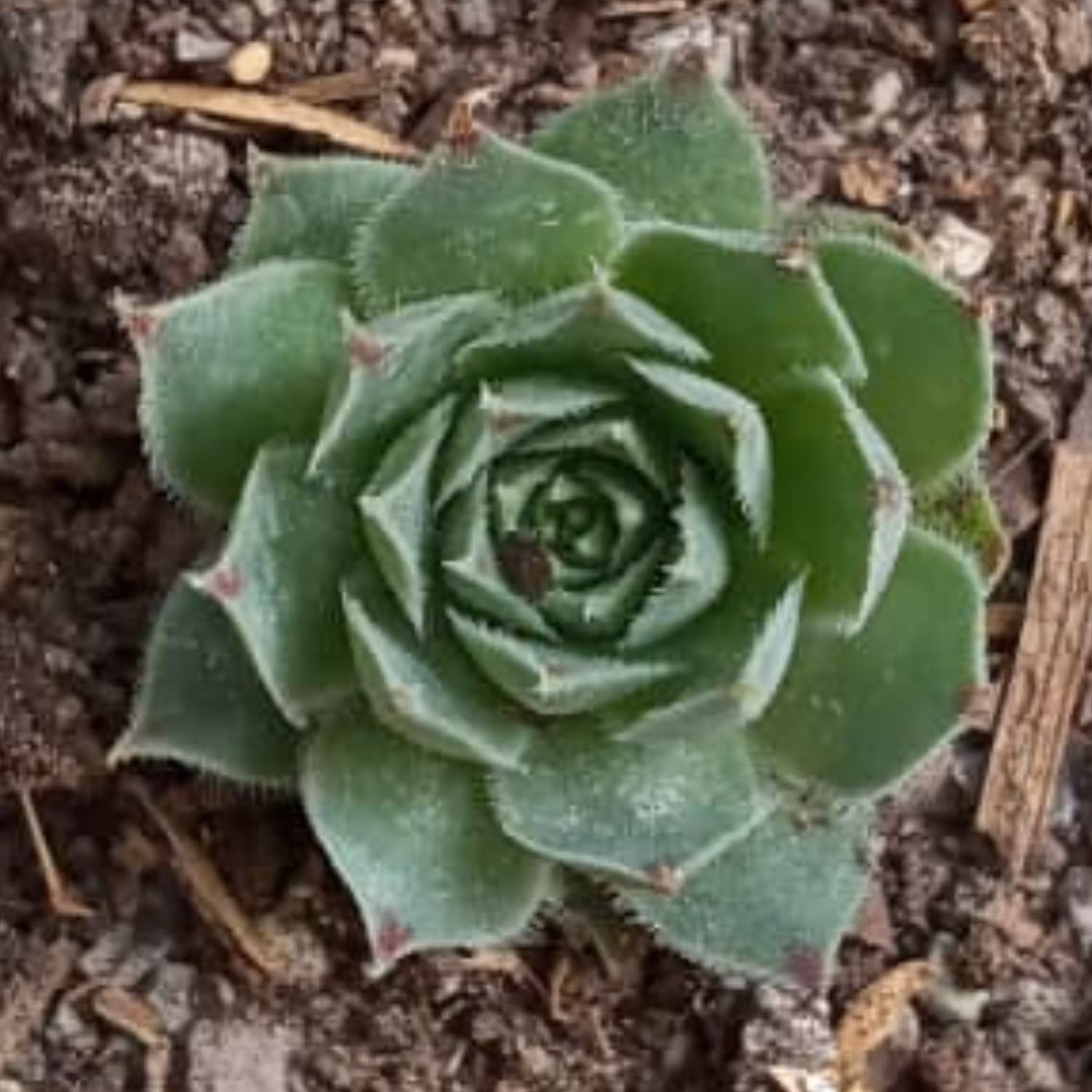 سمپریوم لب ماتیکی بدون واریته های جانبی (یک بوته بالغ ارسال می گردد)