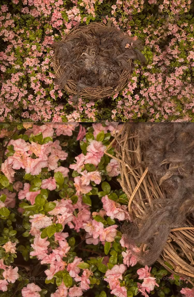 بکگراند عکاسی نوزاد با کیفیت | گرافیک با طعم تربچه