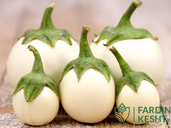 بذر بادمجان سفید دلمه ای هیبرید بسته 10 عددی
