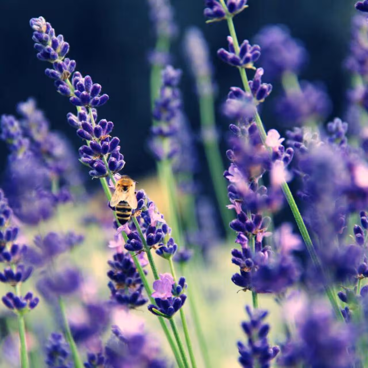 عرق اسطوخودوس (انتخاب پست پیشتاز)