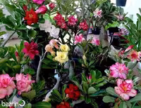 بذر گل آدنیوم مدل میکس