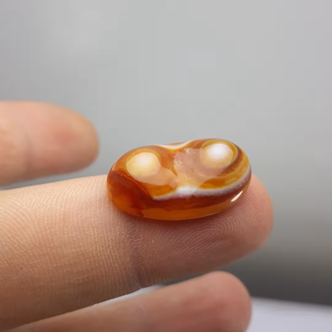 باباقوری دو کوهان زیبا و خاص 