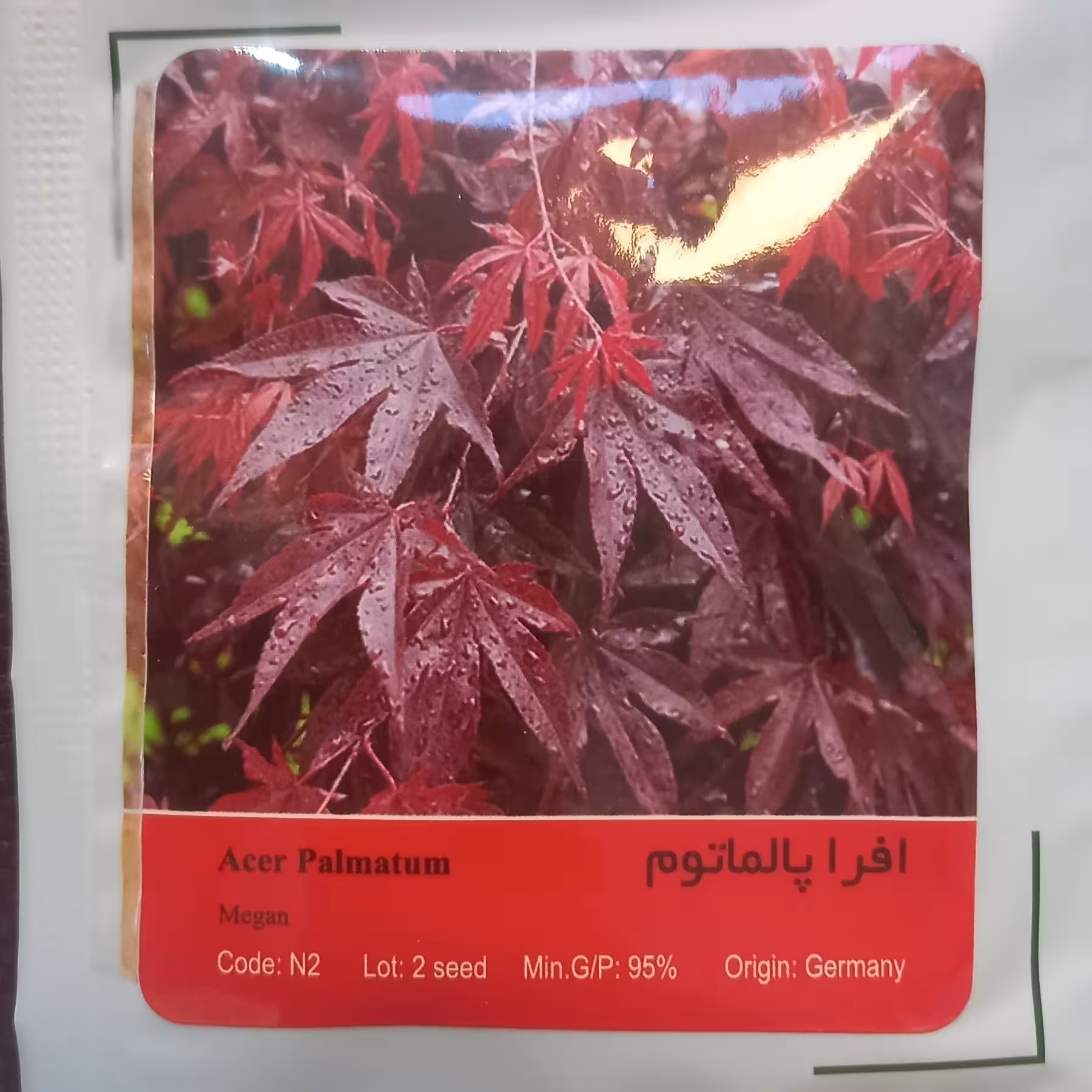 بذر درخت افرا پالماتوم زیباترین درخت دنیا