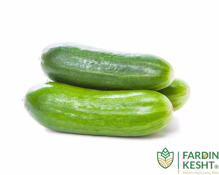 بذر خیار محلی اصفهان بسته 20 عددی