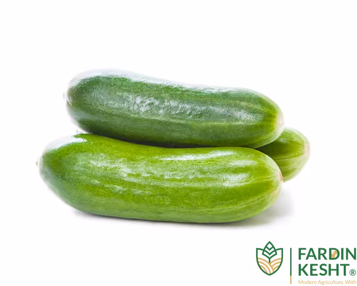 بذر خیار محلی اصفهان بسته 20 عددی