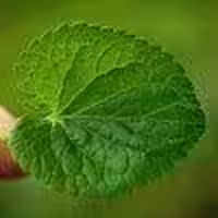 برگ بنفشه معطر