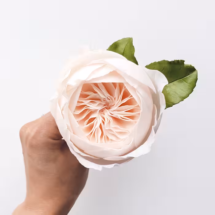 ابزار تزیین کیک بهگز مدل گل رز مجموعه 9 عددی