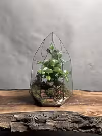 خرید تراریوم بنسای فیکوس طرح رد دایموند ارسال فوری به تهران و سراسر ایران