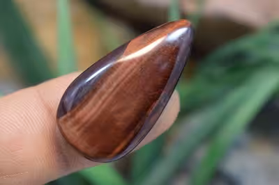 چشم ببر قرمز