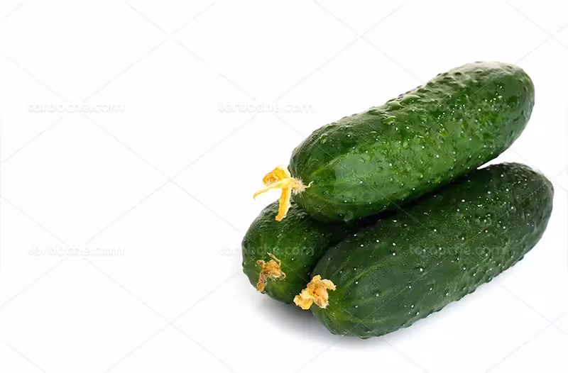 عکس خیار بوته ای | گرافیک با طعم تربچه