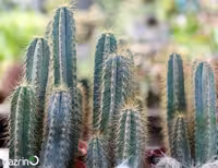 بذر کاکتوس پیلوسو  سبز
