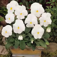 بذر گل بنفشه سفید