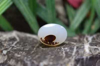 عقیق شجر برزیل