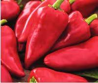 بذر فلفل شیرین و قرمز، رقم پیکیلو