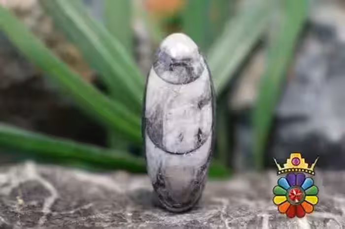 فسیل ارتوسراز مراکش