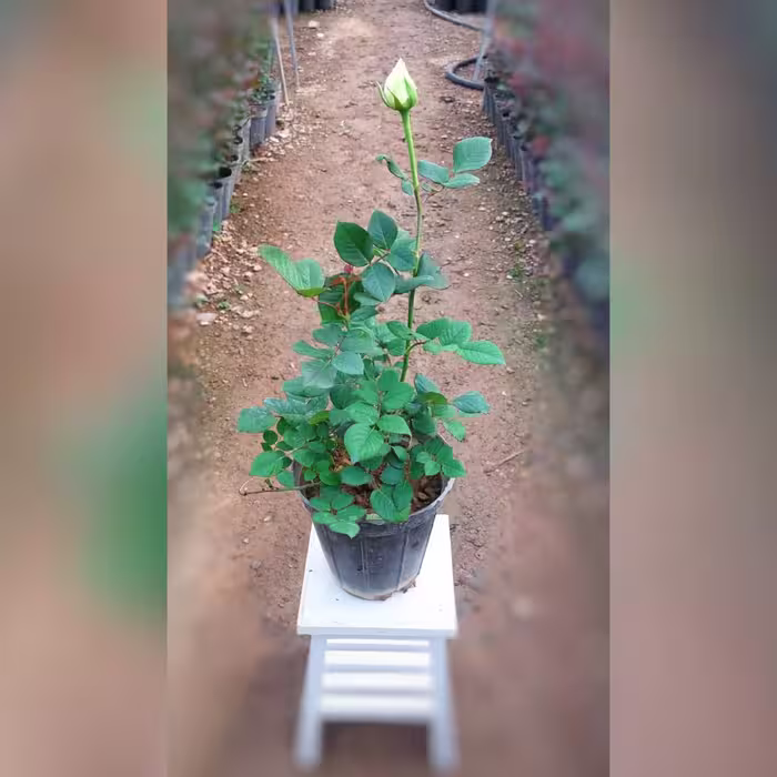 گل رز هلندی سفید با ارتفاع 35-40 سانتی متر
