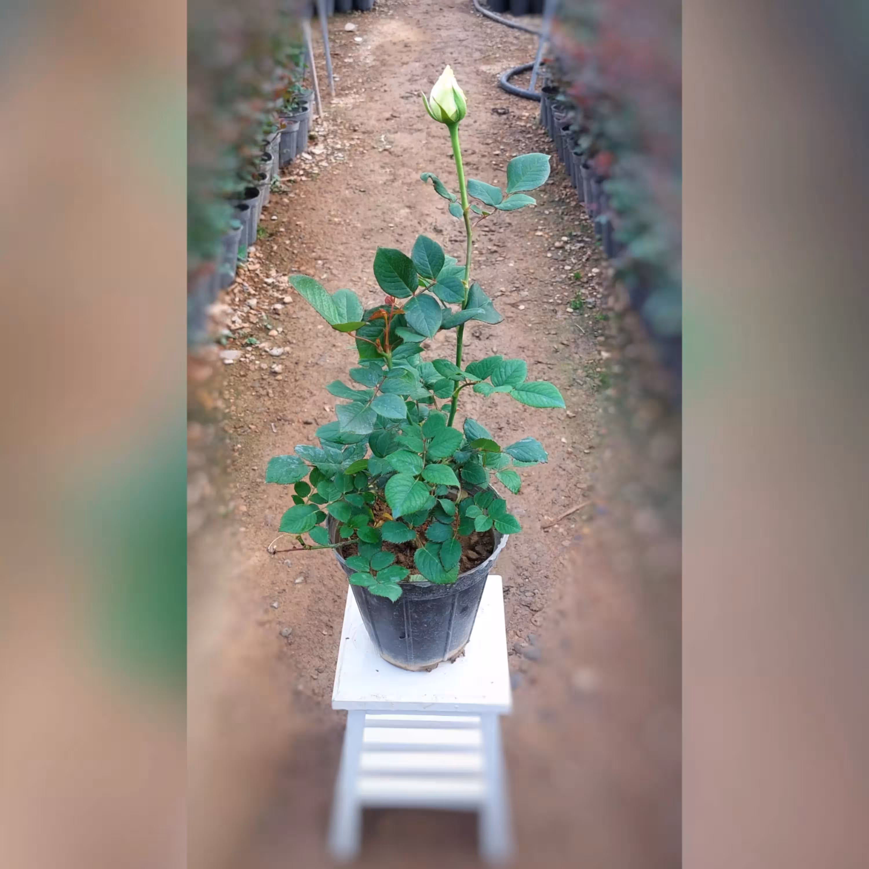 گل رز هلندی سفید با ارتفاع 35-40 سانتی متر