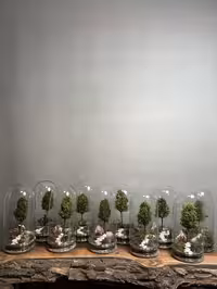 خرید هدایا سازمانی 10 عدد وابی کوزا طرح پله رویال (تراریوم)