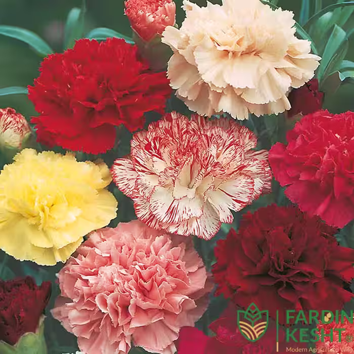 بذر گل میخک مارگاریت صد پَر معطر آمریکایی بسته 20 عددی