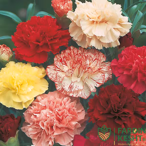 بذر گل میخک مارگاریت صد پَر معطر آمریکایی بسته 20 عددی