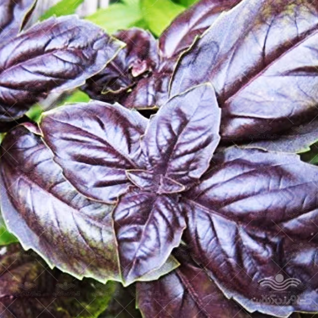 بذر ریحان خوش عطر ویولتا ایتالیایی