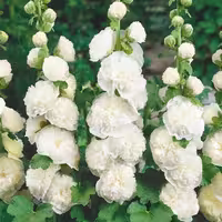 بذر گل ختمی ژاپنی، گل پرپر سفید
